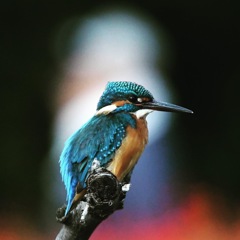 カワセミ (^^)/~~~