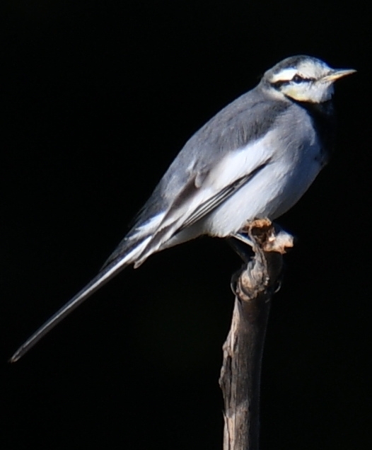 君～っ、そこは君のとこではないのですが ～ (-_-;)。