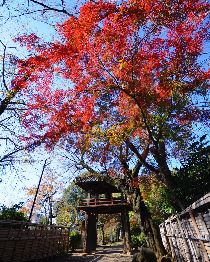 晩秋の中院 (๑･̑◡･̑๑)