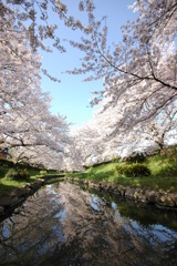 元荒川のさくら並木 ～吹上～