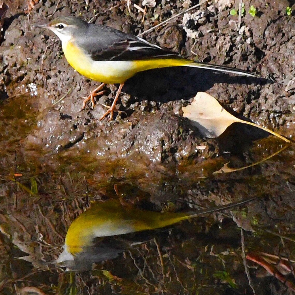 キセキレイ !(^^)!