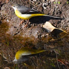 キセキレイ !(^^)!