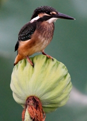 幼鳥 on シャワーヘッド #05