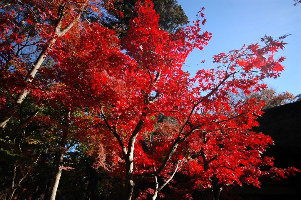 平林寺 #09