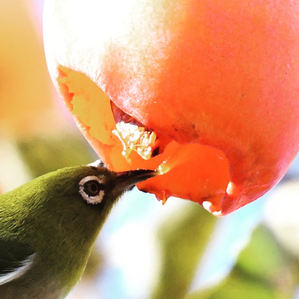 柿食うメジロ (^3^)/