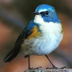 ルリビタキ (^^)/~~~