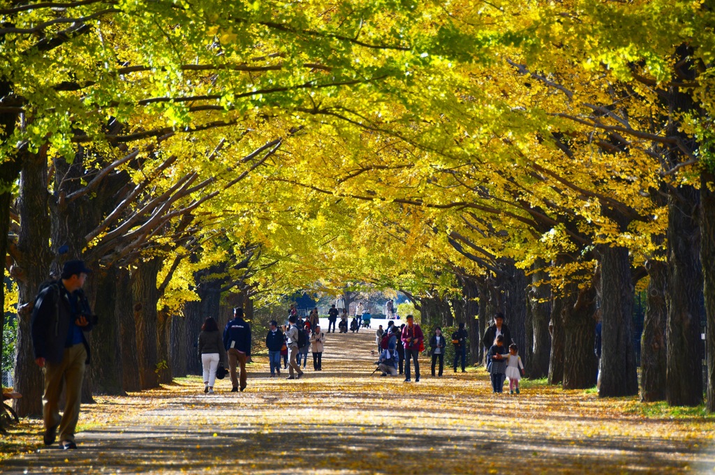 国営昭和記念公園