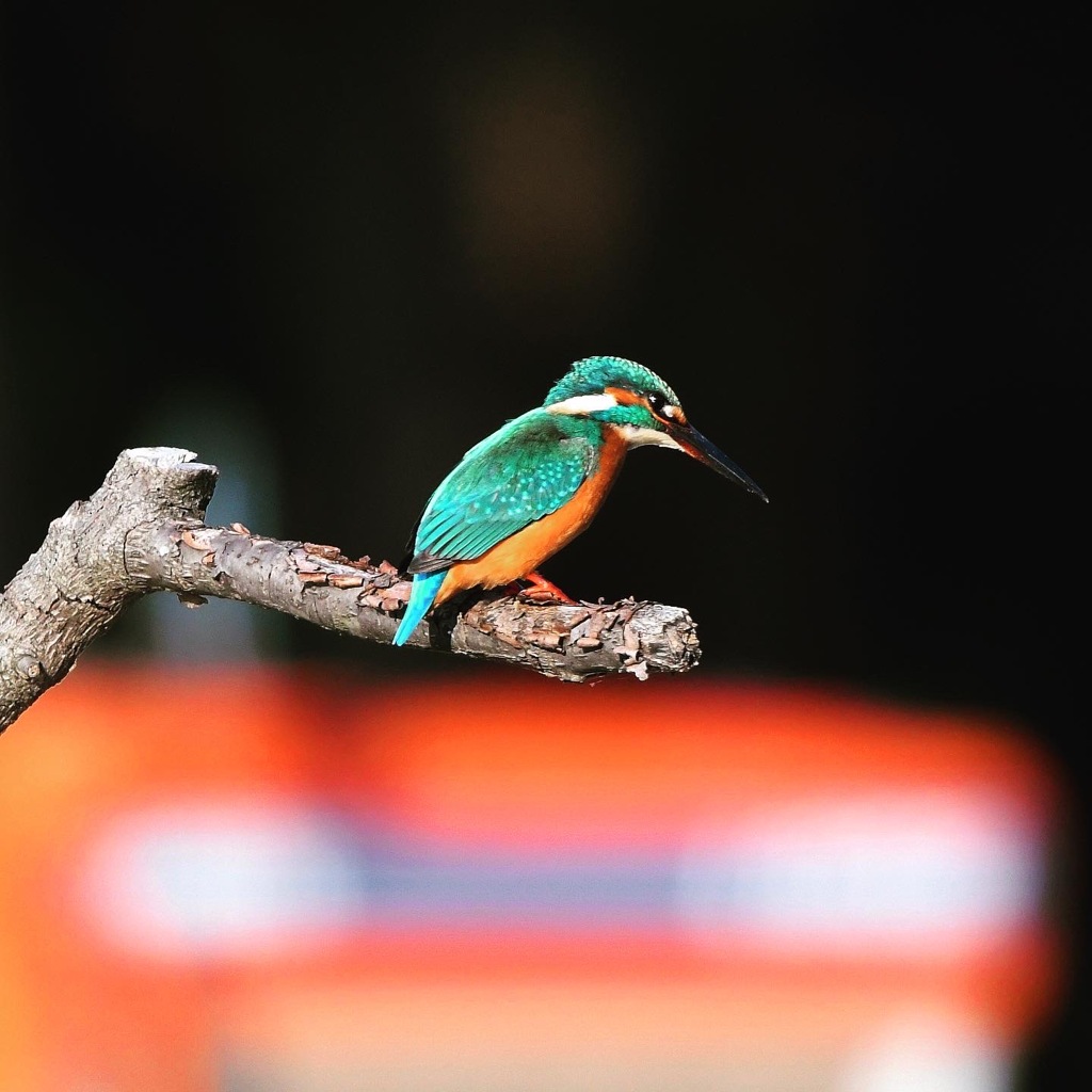 カワセミ (^^)/~~~