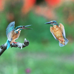 カワセミ (^^♪。