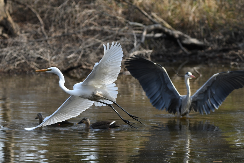 お初ショット ～♬。
