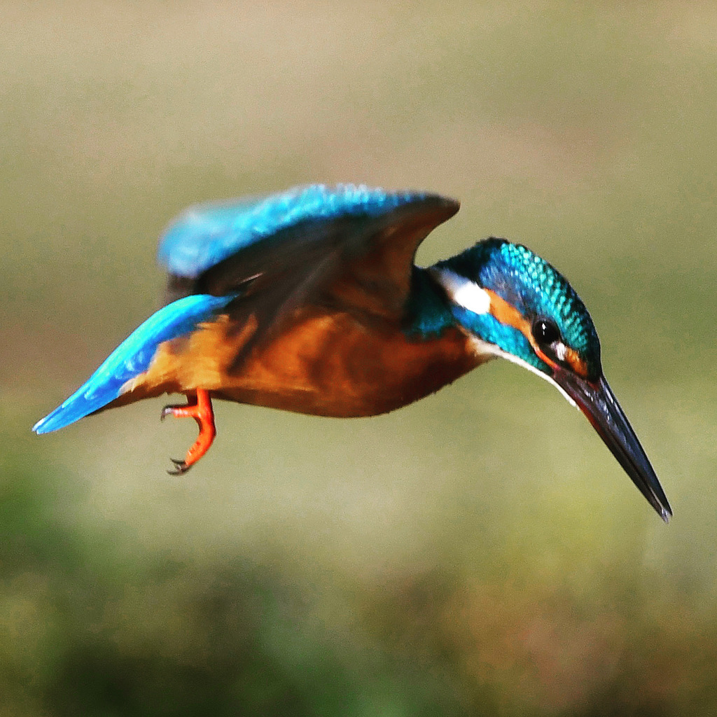 カワセミ (^^)/~~~。