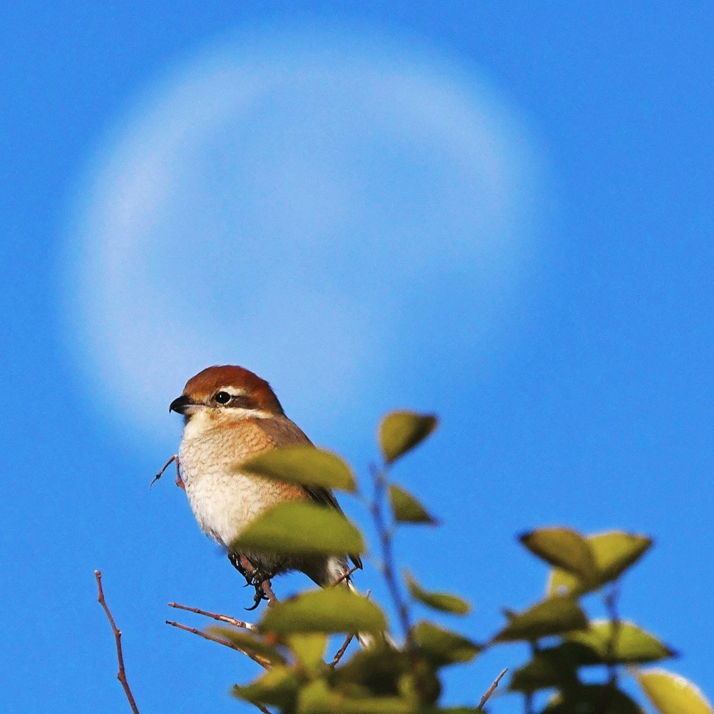 天使様 ( ◠‿◠ )