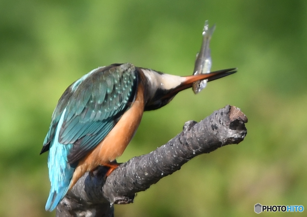 ごちそうさん 編 その③ " ウォリアー！！ "