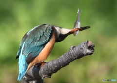 ごちそうさん 編 その③ " ウォリアー！！ "