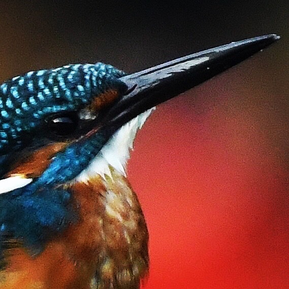 カワセミ (^^♪。