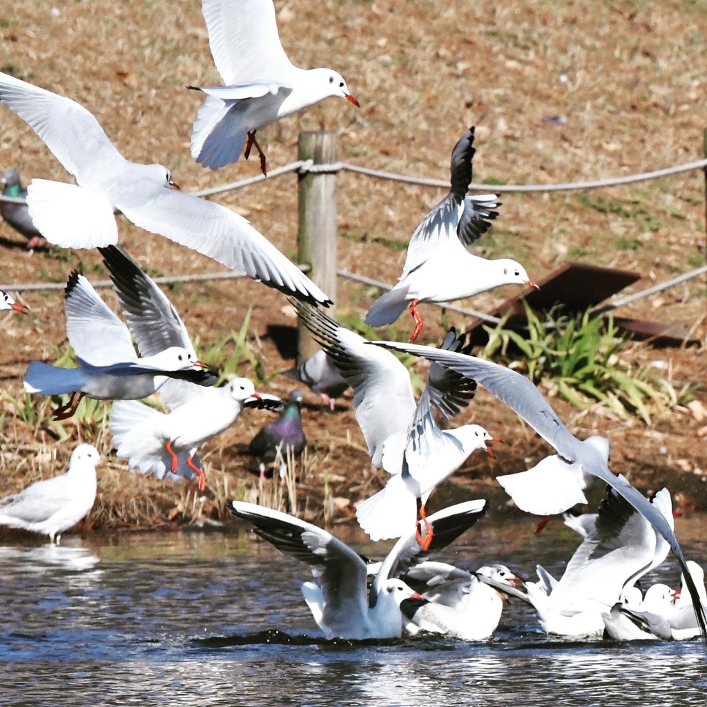 ユリカモメ (^^)/~~~