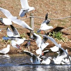 ユリカモメ (^^)/~~~