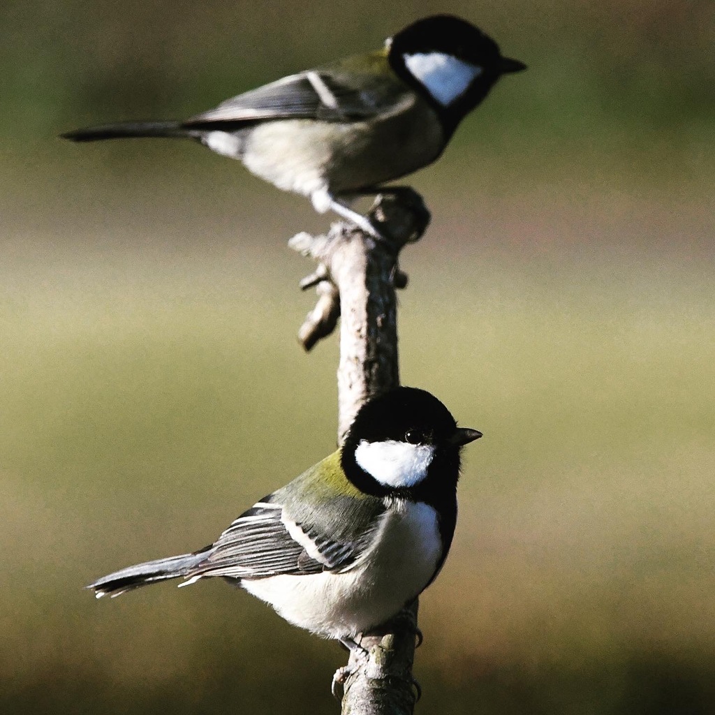 シジュウカラ (^3^)/