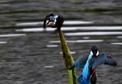 2羽で ～ !(^^)!～ ⑤