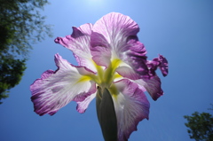 花菖蒲 ～♪。