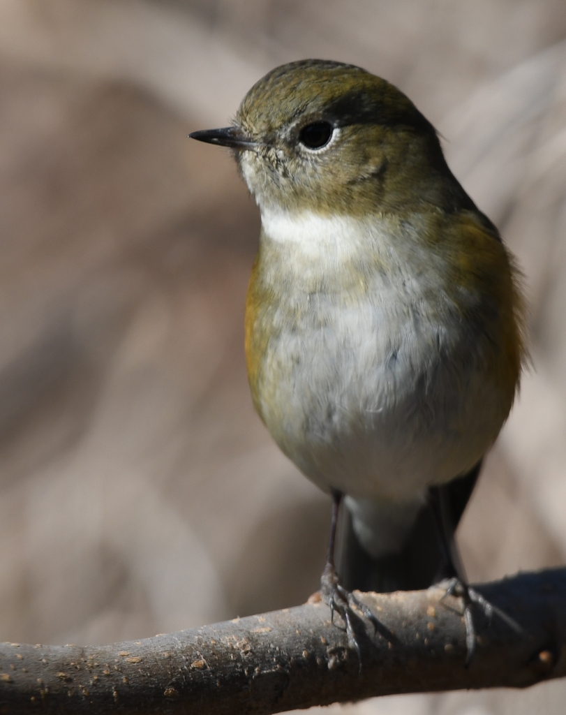 (✿✪‿✪｡)ﾉｺﾝﾁｬ♡