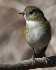 (✿✪‿✪｡)ﾉｺﾝﾁｬ♡