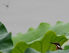 そんなとこに隠れて何を見ているのかな、君は ^_^; 。