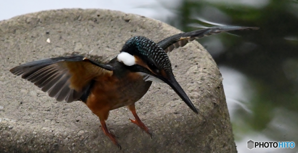 とある小川のおこちゃま ('◇')ゞ。