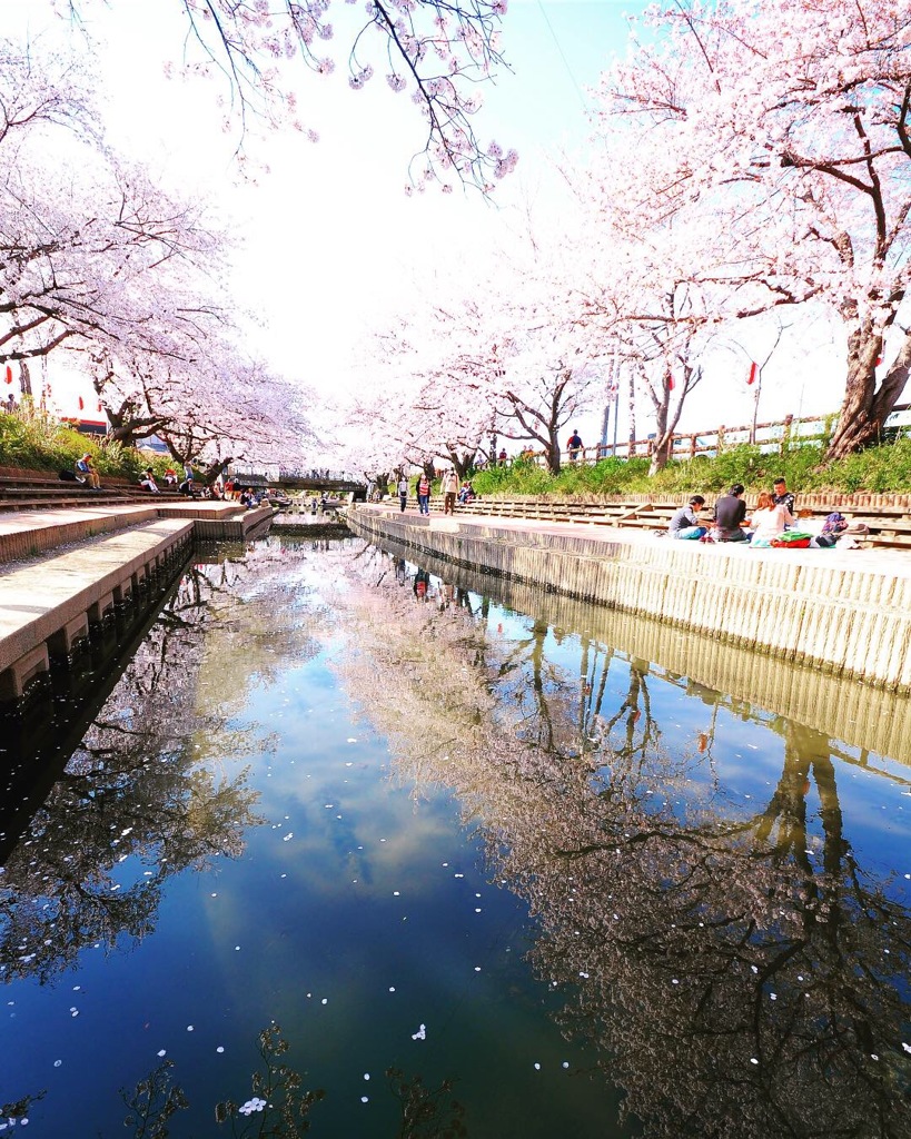 元荒川のさくら並木