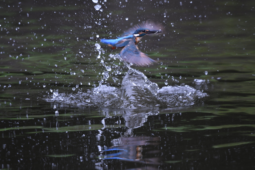 ピント、合ってませんが (''◇'')ゞ。