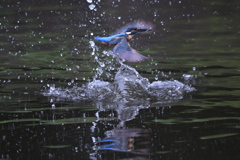 ピント、合ってませんが (''◇'')ゞ。