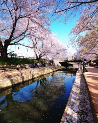 元荒川のさくら並木
