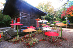 「和傘紅葉in川越喜多院」