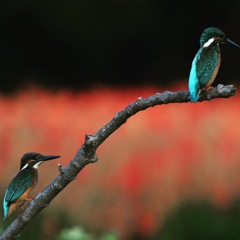 サルビアなカワセミ カップル (*^◯^*)