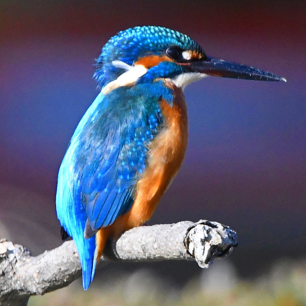 カワセミ (''◇'')ゞ