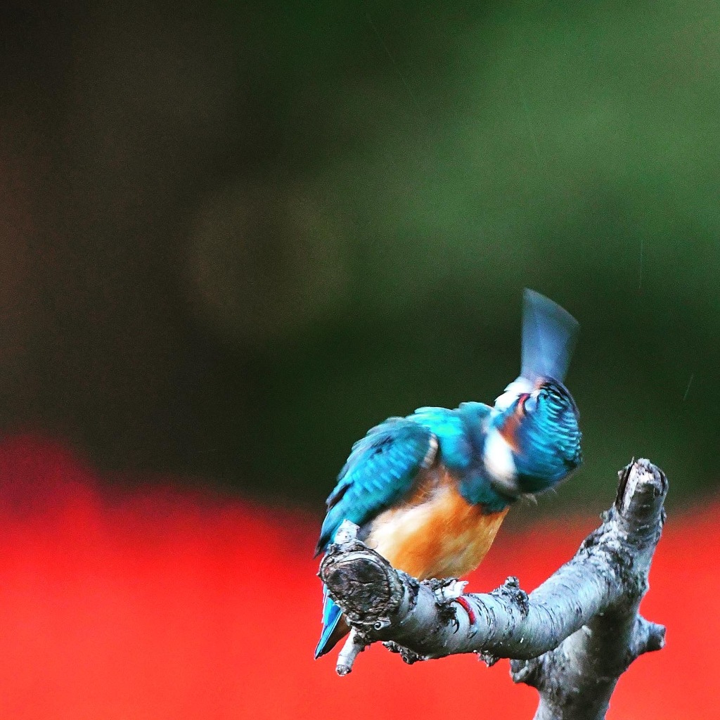 カワセミ (^^♪。