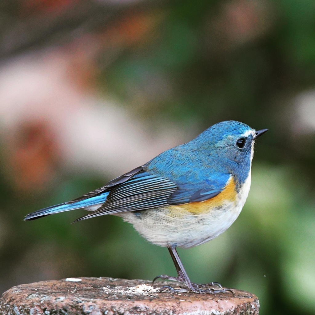 ルリビタキ (=^・^=)