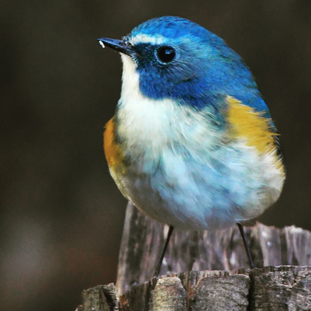 ルリビタキ (^^♪