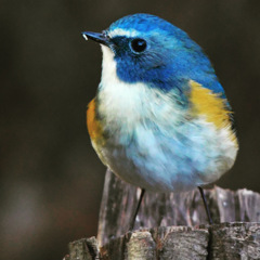 ルリビタキ (^^♪