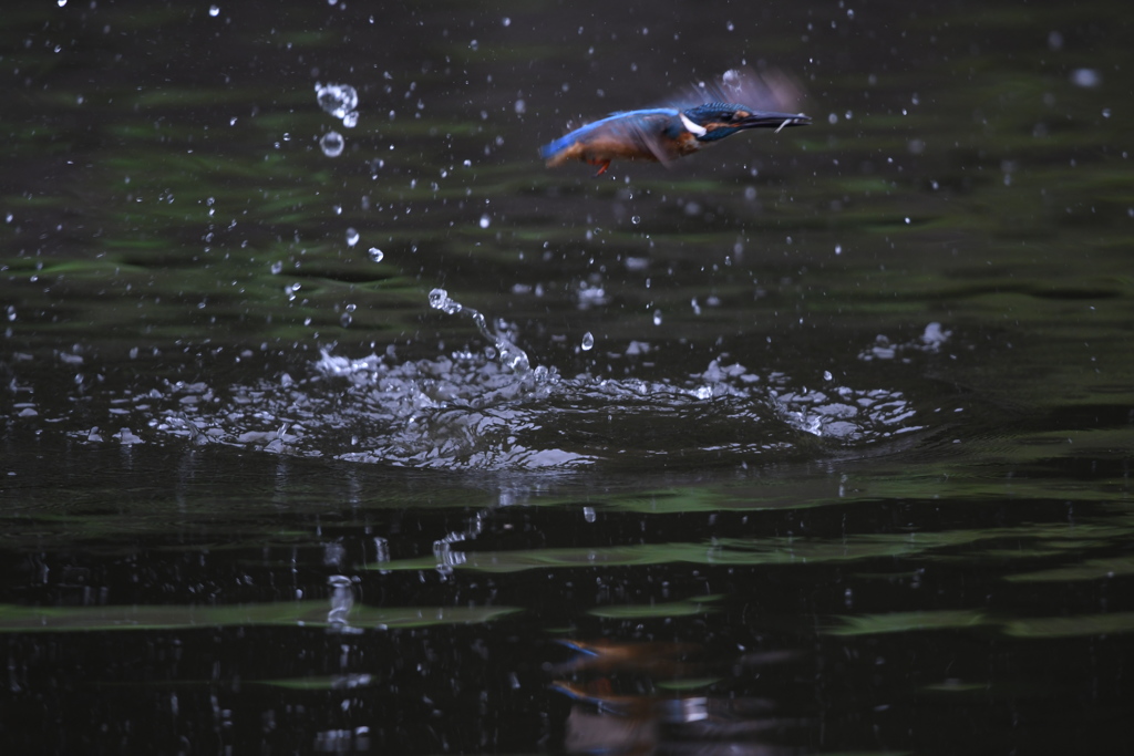 ピント、合ってませんが (''◇'')ゞ。