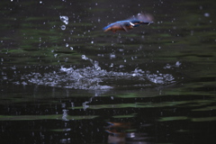 ピント、合ってませんが (''◇'')ゞ。