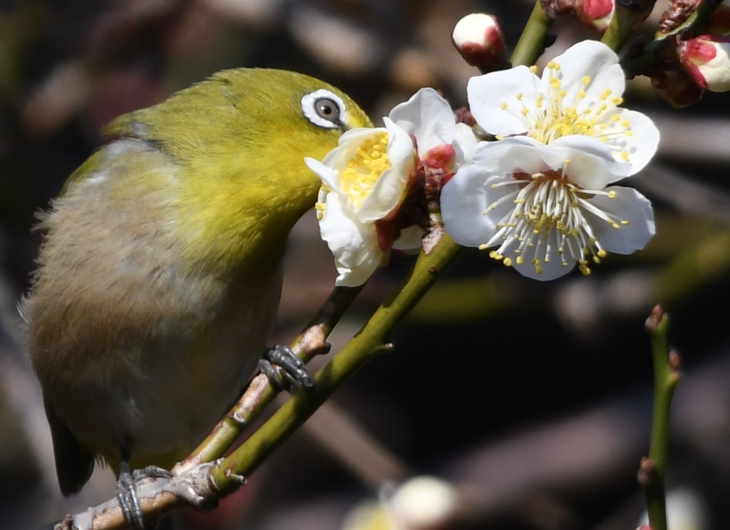 定番ですが (''◇'')ゞ。