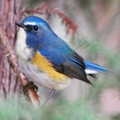 ルリビタキ (^^♪