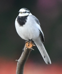 たまには、浮気を (;^_^A アセアセ・・・。