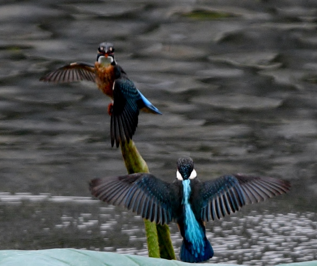 2羽で ～ !(^^)!～ ③