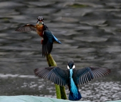 2羽で ～ !(^^)!～ ③