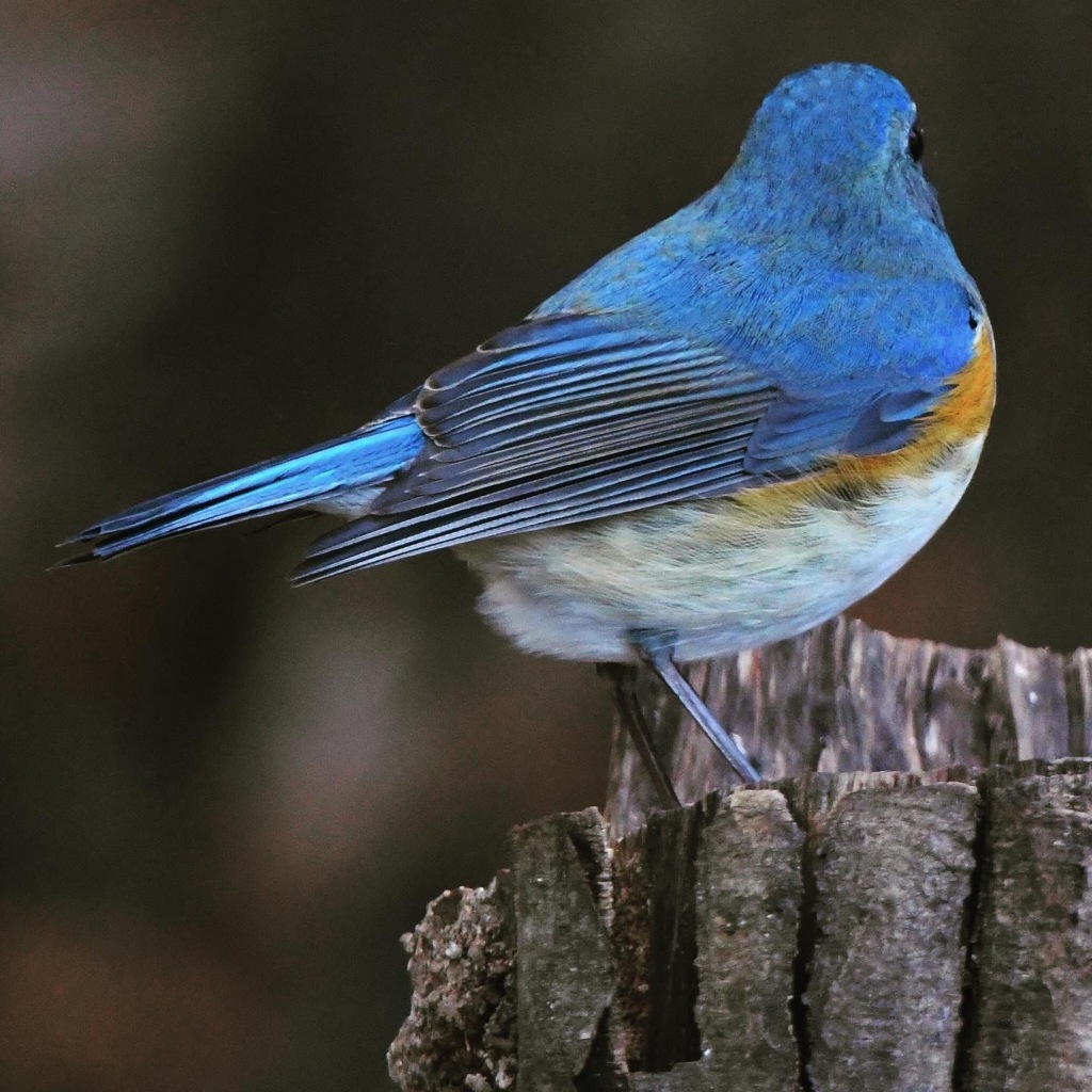 ルリビタキ (=^・^=)