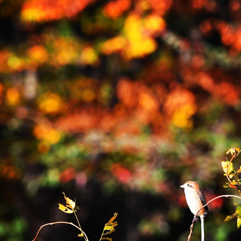 モズさん (=^・^=)