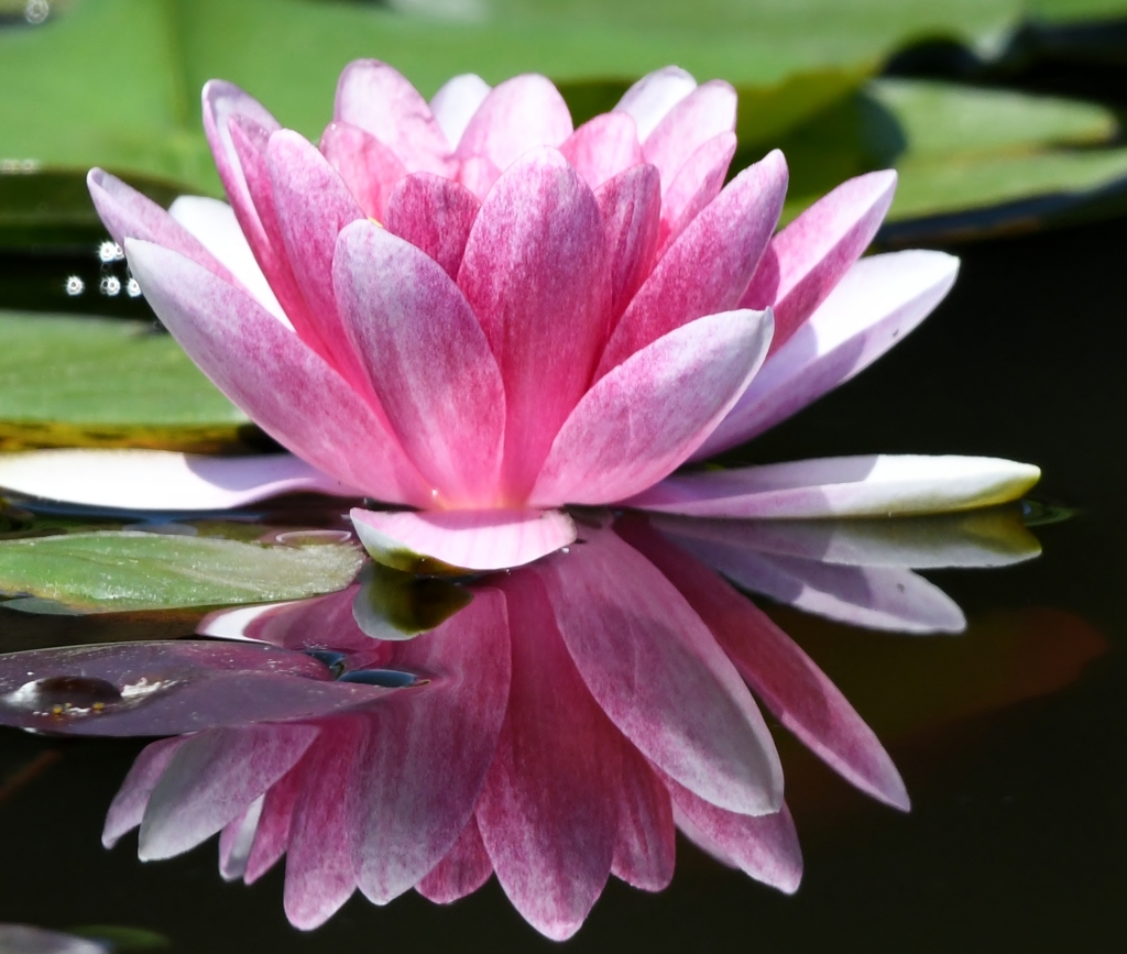 スイレン (=^・^=)。