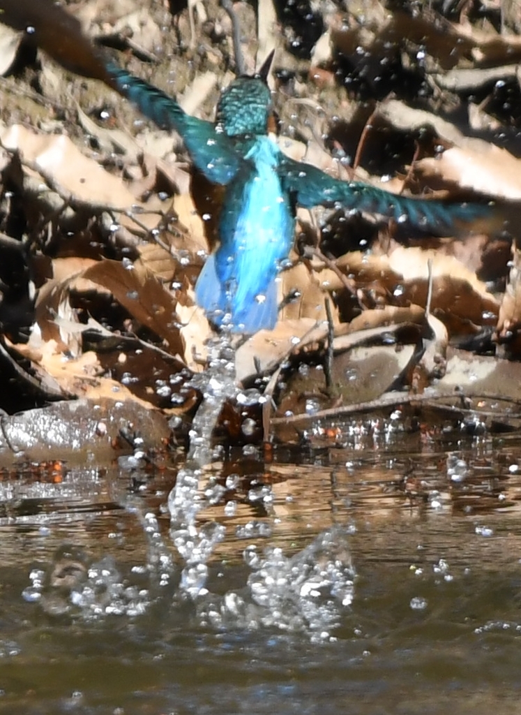 Diving scene of today's kingfisher